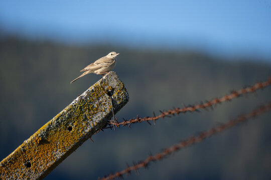 Tawny pipit (Anthus campestris) standing on the ground.