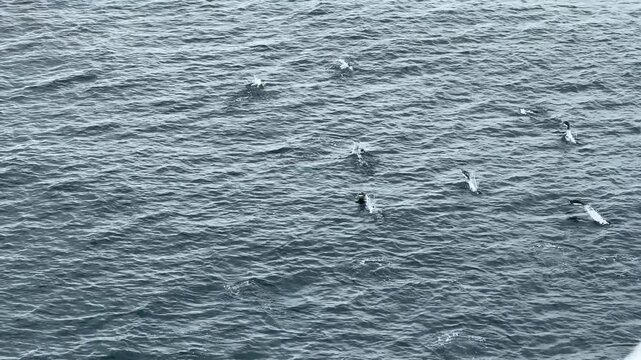 Penguins in Antarctica Porpoising View From Cruise Ship. Wide View of Ocean Grop of Penguins Jumping in the Water