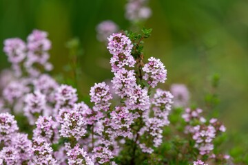 Obraz premium Creeping thyme (thymus serpyllum) flowers in bloom