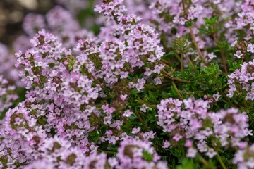 Obraz premium Creeping thyme (thymus serpyllum) flowers in bloom