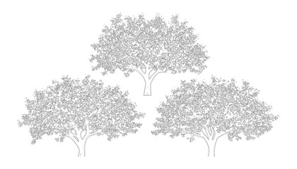 Fototapeta premium Set of hand drawn architectural trees outline sketch