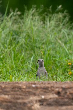 Two southern lapwings Vanellus chilensis on grass by pond shore, with a blurred log in the foreground. Sharp technical focus on primary bird.