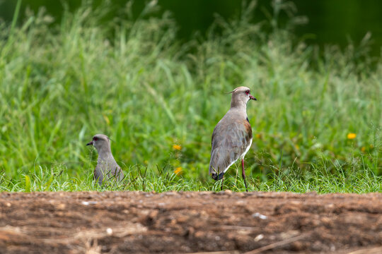 Two southern lapwings Vanellus chilensis on grass by pond shore, with a blurred log in the foreground. Sharp technical focus on primary bird.
