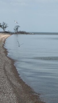 Frankling Gulls terns diving into the calm water along the beach on a large lake

