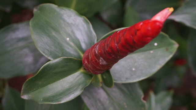 Beautiful Red Button Ginger (Costus woodsonii) flowers blooming in a lush tropical garden. The vibrant red bracts stand out against the green foliage, capturing the essence of exotic nature during a s