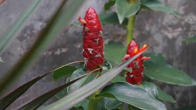 Beautiful Red Button Ginger (Costus woodsonii) flowers blooming in a lush tropical garden. The vibrant red bracts stand out against the green foliage, capturing the essence of exotic nature during a s