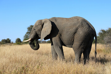Fototapeta premium Afrikanischer Elefant / African elephant / Loxodonta africana