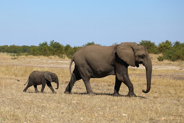 Fototapeta premium Afrikanischer Elefant / African elephant / Loxodonta africana
