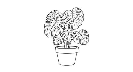 Monstera deliciosa houseplant in pot. © Dhiyak