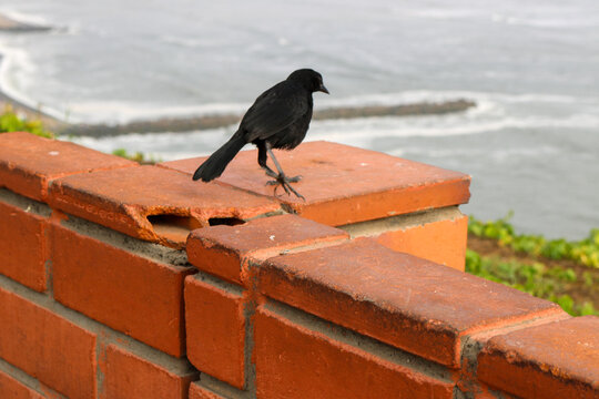 Black Bird by the Pacific Coast