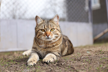 Cute stray cat resting outdoors, space for text © New Africa