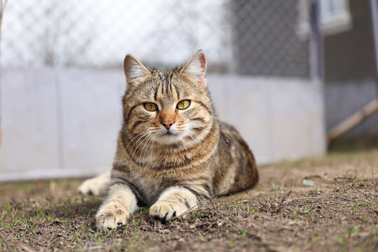 Cute stray cat resting outdoors, space for text