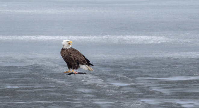 A majestic bald eagle feeds on a fish on a frozen lake on a winter day