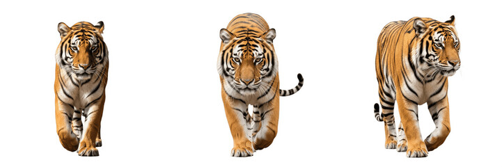 Fototapeta premium Majestic Tigers Walking Set Isolated on White Background, Fierce Wild Cat Predator Collection, Realistic Orange Striped Animal Poses for Wildlife Design, Professional High-Quality Transparent PNG Clip