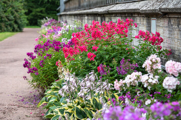 Fototapeta premium Phlox plants growing in healthy clumps among shrubs and ornamental foliage in well maintained yard. Garden grown flowering perennials, seasonal blooms in landscape design, phlox in bloom in summer