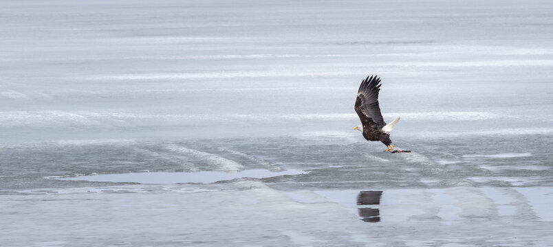 A bald eagle flies across a frozen lake and its reflection show in a pool of melted water