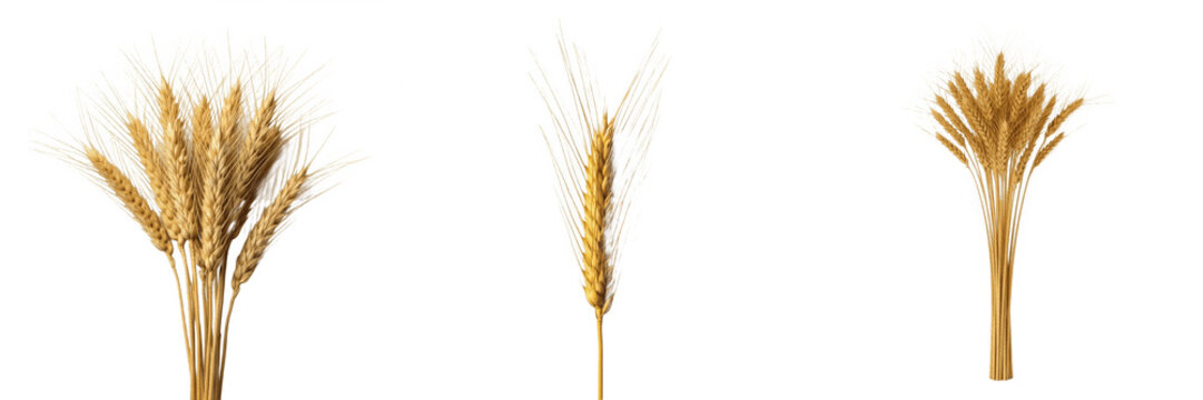 Golden Wheat Stalks Set Isolated on White Background, Ripe Cereal Grain Ears for Agriculture Harvest Design, Organic Farm Crop Elements, Detailed Natural Grains Clipart, Professional High-Quality Tran