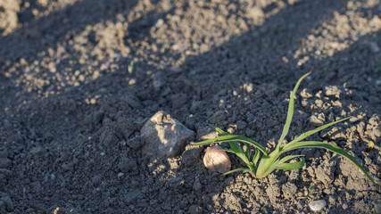 Green sprout on the ground grows boldly