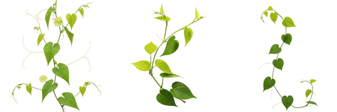 Green Ivy Vines PNG Set: Fresh Climbing Plant Tendrils with Heart-Shaped Leaves. High-Quality Isolated Botanical Elements for Eco-Friendly Designs, Garden Graphics, Nature Backgrounds, and Decorative 