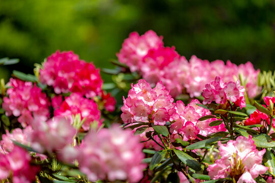 Selective focus of purple pink flowers in the garden, President Roosevelt is a popular cultivar of Rhododendron, A large genus of species of woody plants in the heath family, Natural floral background