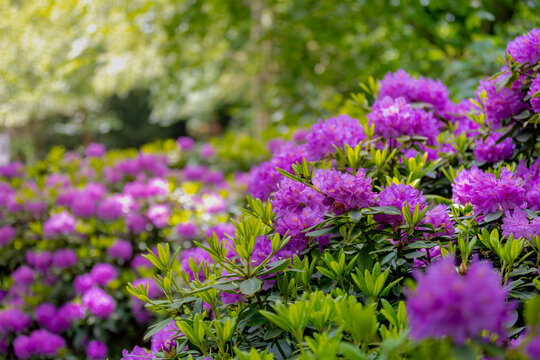 Selective focus of purple violet flower in the garden, President Roosevelt is a popular cultivar of Rhododendron, A large genus of species of woody plants in the heath family, Nature floral background