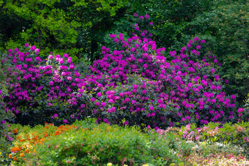 Fototapeta premium Selective focus of purple violet flower in the garden, President Roosevelt is a popular cultivar of Rhododendron, A large genus of species of woody plants in the heath family, Nature floral background