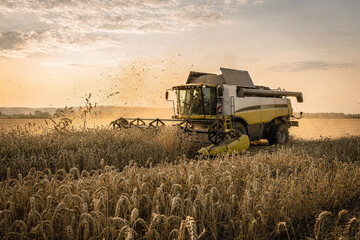 Fototapeta premium Modern combine harvester working in a golden wheat field during a beautiful sunset, harvesting ripe grain in the countryside