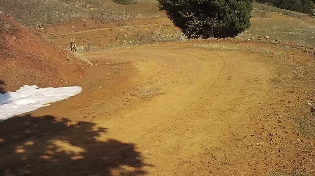 A lone wild wolf making its way along a dirt road in mountainous terrain.