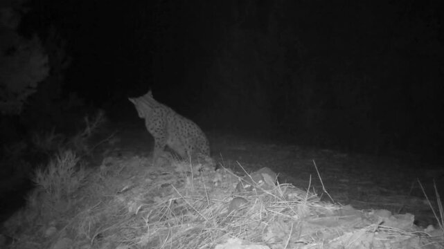 A mysterious lynx with glowing eyes, captured by an infrared camera at night. A rare camera trap image, ideal for wildlife research and nighttime documentaries.