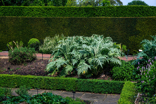 A large cardoon plant with dramatic silvery green jagged leaves grows in a meticulously manicured formal garden bed bordered by low boxwood hedges.