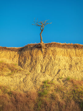 view to dead tree on ground cliff under blue sky in golden light