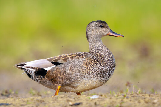 Foraging gadwall, Mareca strepera, duck, portrait