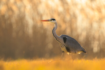 Fototapeta premium Grey heron, Ardea cinerea, hunting in a field