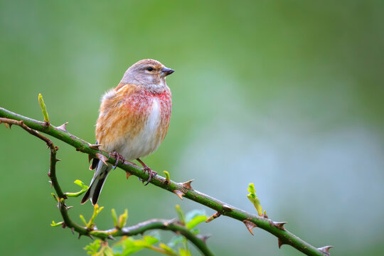 Linnet male bird, Carduelis cannabina singing red breast