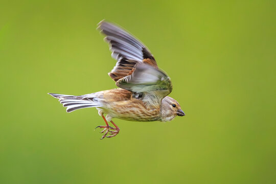 Linnet female bird, Carduelis cannabina singing