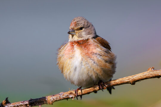 Linnet male bird, Carduelis cannabina singing during Springtime