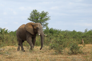 Fototapeta premium Afrikanischer Elefant / African elephant / Loxodonta africana