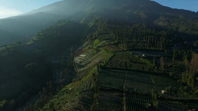 Aerial view of lush terraced agricultural fields and dense forests on the misty slopes of Garung during sunrise Kecamatan Kalikajar, Jawa Tengah, Indonesia.