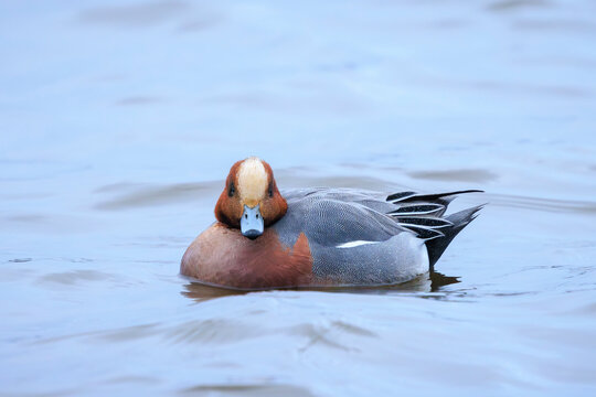Male Eurasian wigeon Mareca penelope swimming