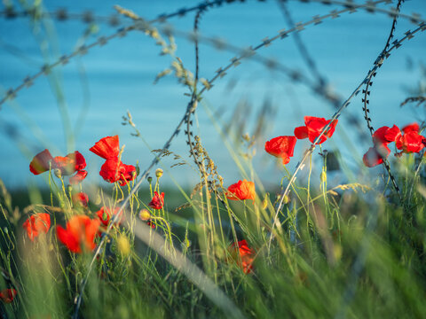 red poppies behind fence from barbed wire in Ukraine