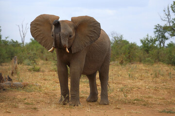 Fototapeta premium Afrikanischer Elefant / African elephant / Loxodonta africana