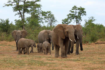Obraz premium Afrikanischer Elefant / African elephant / Loxodonta africana