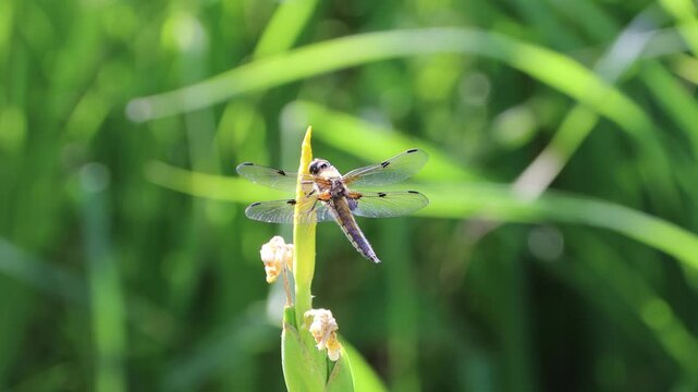 Vierfleck (Libellula quadrimaculata)