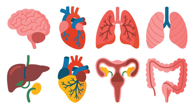 Detailed anatomical icons of the human brain, heart, lungs, liver, uterus, and colon are presented in a clean, modern, and flat design style.
