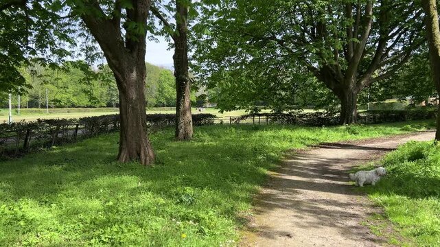 Scenic springtime walk in Amsterdam Forest with small dog (Amsterdamse Bos)