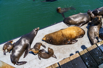 Fototapeta premium California Sea Lions Resting on Pier in Santa Cruz Harbor