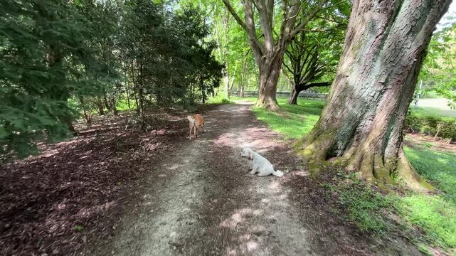 Scenic springtime walk in Amsterdam Forest path (Amsterdamse Bos), forward tracking shot, walking shot