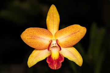Fototapeta premium An Orchid and friends