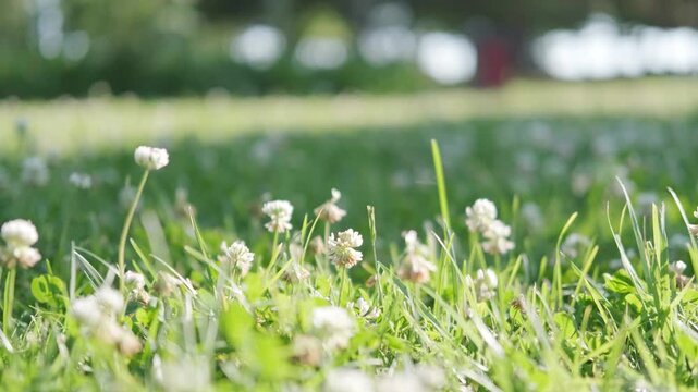 White Clover Flowers in Green Grass Meadow Background with Copy Space for Text