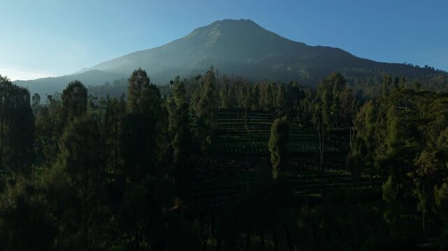 Aerial view of Mount Sumbing towering over lush pine trees and terraced agricultural fields under a clear morning sky in Kecamatan Kalikajar, Jawa Tengah, Indonesia.